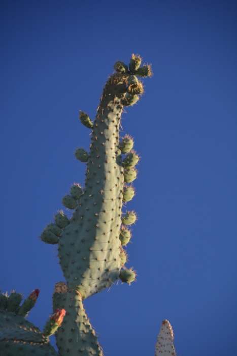 strangely shaped cactus leaf